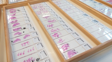 La Jornada Científica de la FSE arriba a la vuitena edició amb rècord de participació